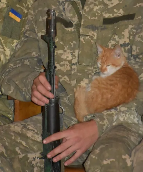 Котики на фронті: 14-та окрема механізована бригада поділилася світлинами чотирилапих