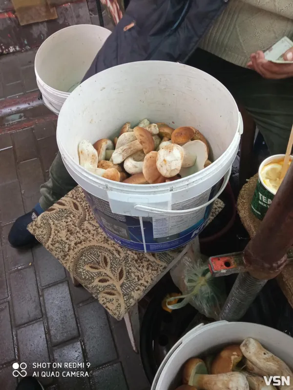 Продають торбами і відрами: скільки коштують гриби на ринках  у Луцьку (фото)