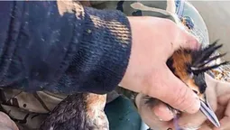 На озері Пісочному екологи врятували птаха (фото)