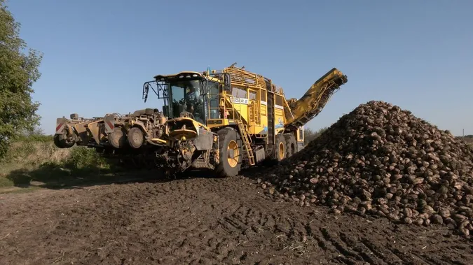 Зібрали понад 80 тисяч тонн врожаю: на Волині копають буряки (фото, відео)