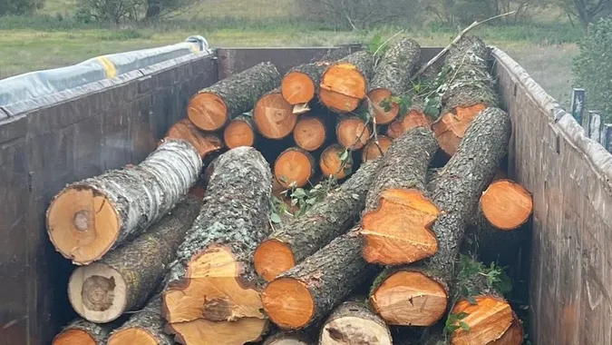 Пиляли, поки не приїхали інспектори: на Волині викрили незаконну рубку дерев (фото)