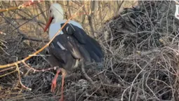 У Луцьку врятували лелеку з поламаним крилом (відео)