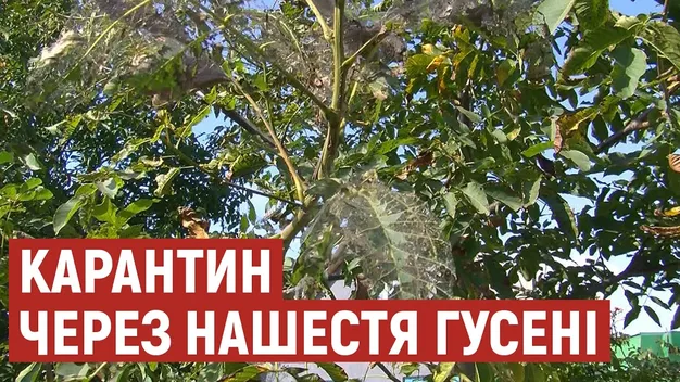 Їсть навіть горіх: на Волині – карантин через нашестя гусені (відео)