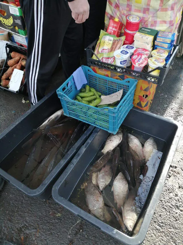 Карасі, товстолоби, коропи: на Волині продавали 34 кілограми риби без документів (фото)