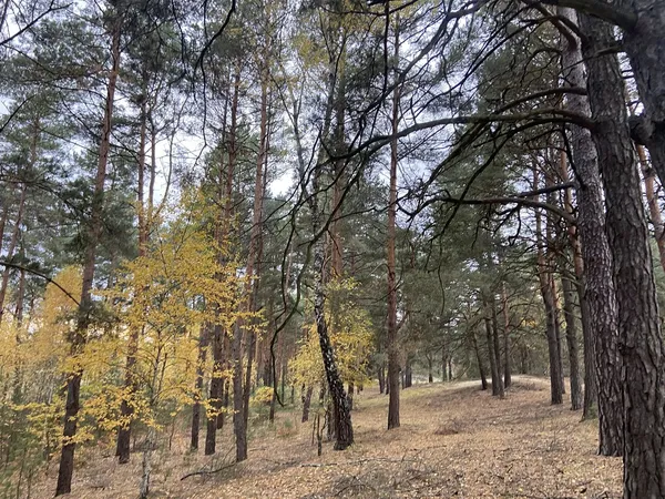 На Старовижівщині знайшли кілограмового білого гриба (фото)