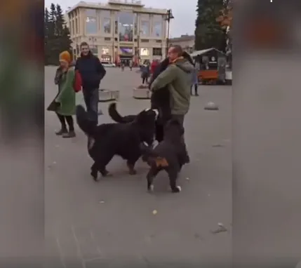 У центрі Луцька закружляв «собачий» вальс (фото, відео)
