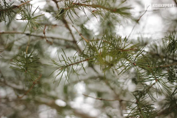 Дугласія