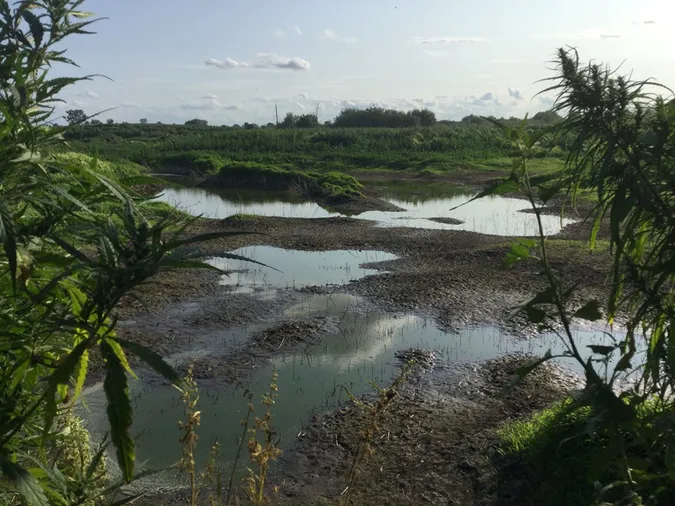 Досліджували сморід на відстійниках, а знайшли поле з коноплею (фото, відео)
