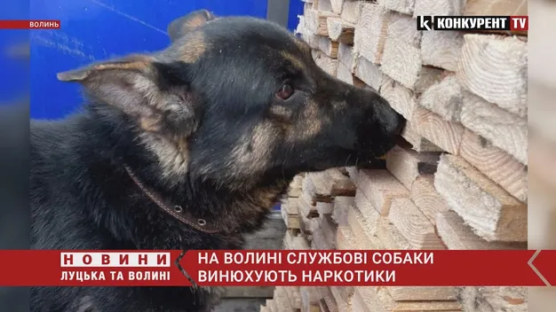 На Волині службові собаки винюхують наркотики (фото, відео)