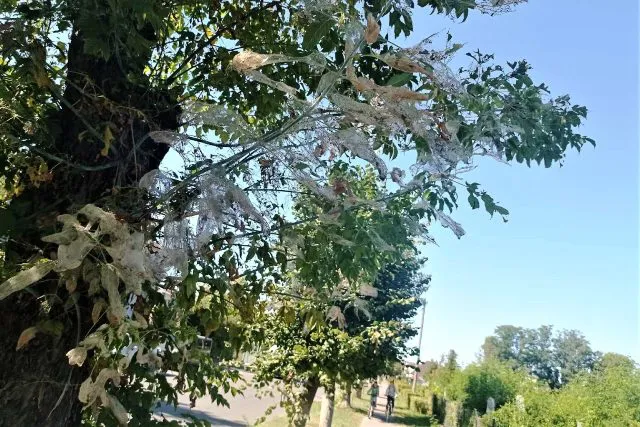 У Ковелі дерева вразив небезпечний шкідник (фото)