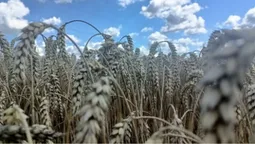 «Повітряні тривоги заважають працювати»: в яких умовах на Волині збирають врожай