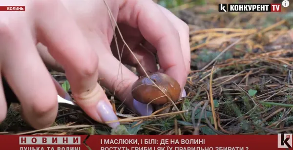 І білі, і маслюки: де на Волині є гриби і як їх правильно збирати (фото, відео)