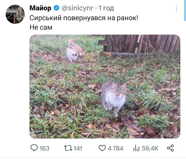 Мережу замилував новий мемний кіт Сирський: хто він такий і до чого тут Волинь