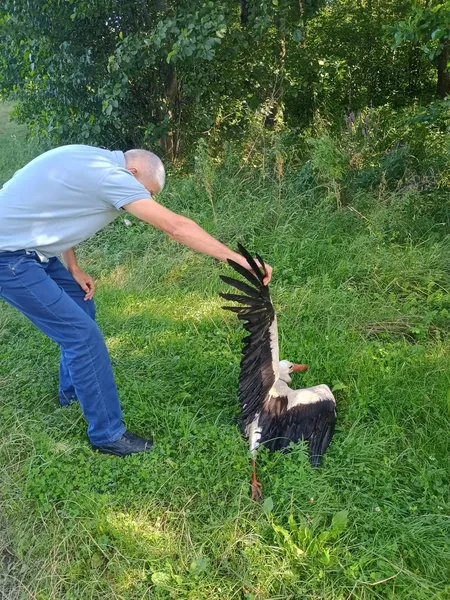 На шацькій трасі збили лелеку: у якому він стані (фото)