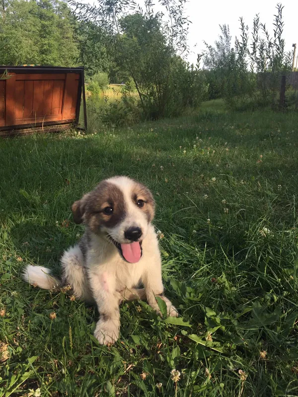 Скалічений песик виповз із ківерцівського лісу: йому потрібна допомога (фото)