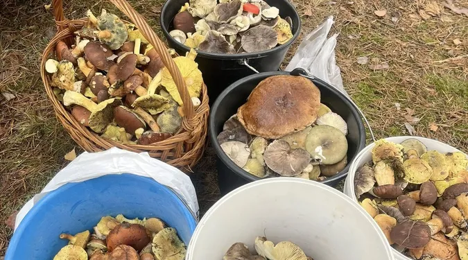 Наприкінці сезону волиняни знаходять повні кошики грибів: де саме