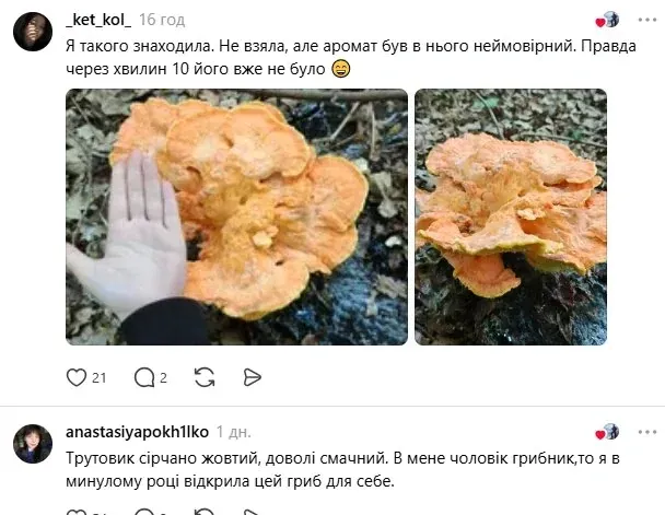 Чудернацький колір та форма: чоловік знайшов незвичайний гриб і здивував мережу (фото)