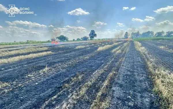 Через спалювання стерні на Ковельщині ледь не згоріло зернове поле (фото)