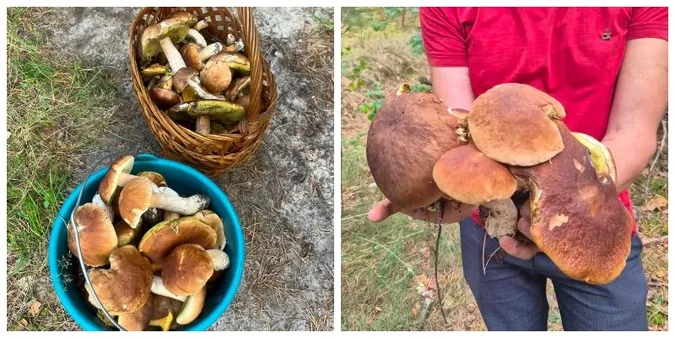 Повні кошики білих і польських: на Волині здали грибну локацію (фото)