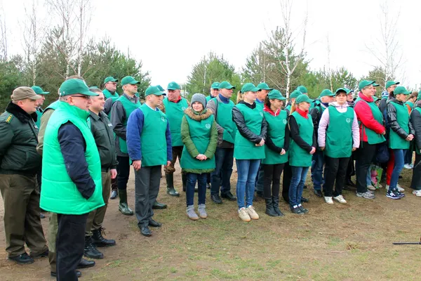 Як Володимир Гунчик сосонки садив (фото, відео)