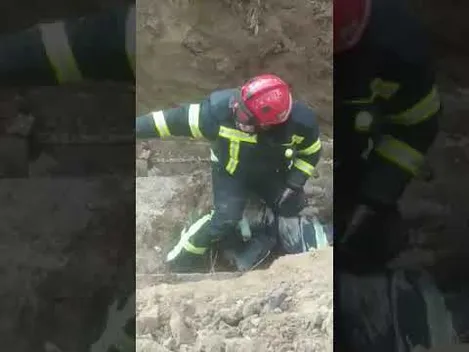 Луцькі надзвичайники врятували зі земляної пастки сімейку цуценят (відео)