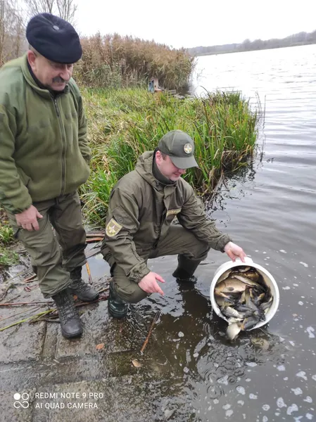 До Ковельського водосховища випустили понад пів тонни коропів, карасів та білих амурів (фото)