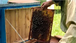 У лісництві на Волині відновлюють пасіку (фото, відео)