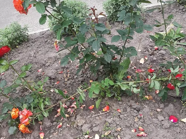 На Волині вандали знищили квіти висадженні в пам'ять загиблих Героїв (фото)