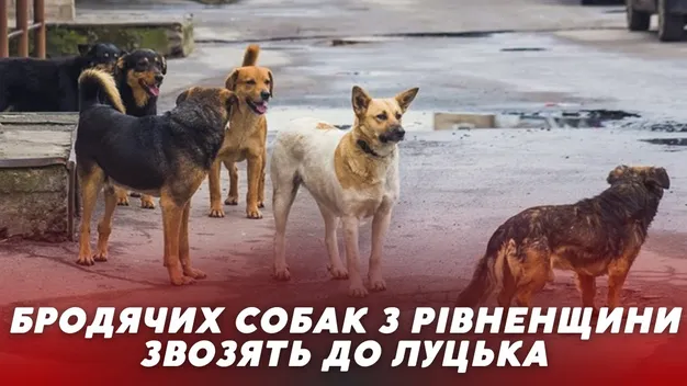 Вуличних собак із Рівненщини звозять до Луцька (відео)