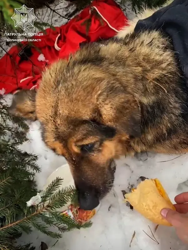 На Волині врятували знесиленого собаку, що лежав на узбіччі (фото)
