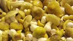 Гриби у формі серця: як волиняни розважаються у лісі (фото)