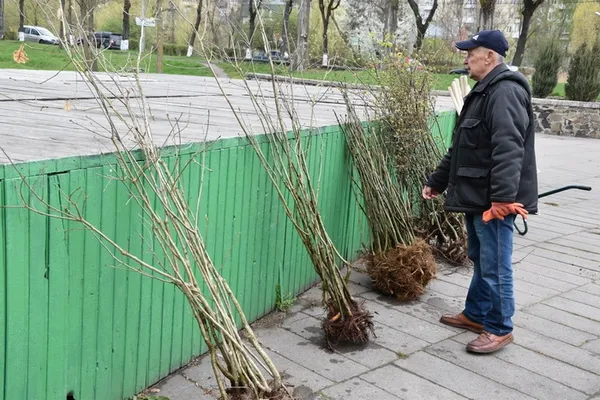 У центральному парку Луцька посадили нові дерева (фото)