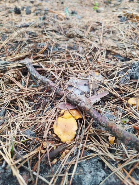 Після дощів у лісах Полісся масово з'явилися лисички: де саме (фото)