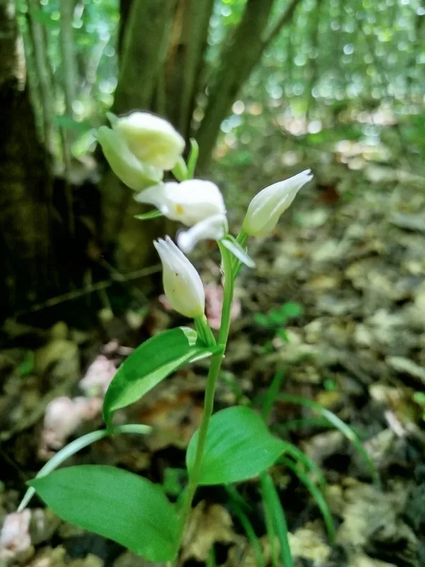 Булатка великоквіткова
(Cephalanthera damasonium)