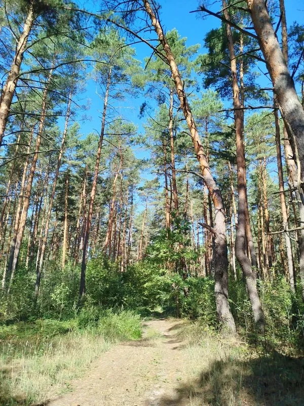 Прихована перлина Цуманської пущі: показали маловідоме урочище «Залив» (фото)