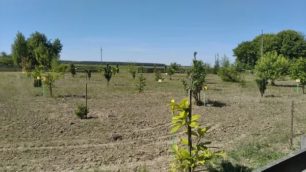 Єдиний в області: у селі на Волині створили унікальний шкільний дендропарк та «зелений клас» (фото)