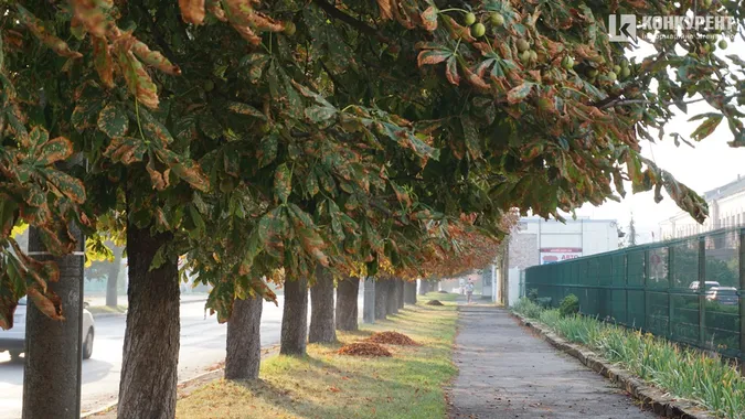 Квіти, песики, каштани: Дубнівська у Луцьку восени (фото)