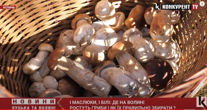 І білі, і маслюки: де на Волині є гриби і як їх правильно збирати (фото, відео)