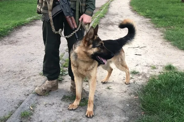 Як волинські нацгвардійці тренують пса-холерика (відео)