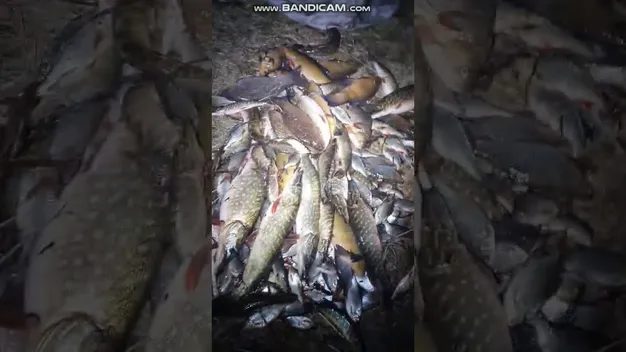 Усі «в долі»: як риболов з рибпатрулем в засідці браконьєрів спіймав (фото, відео)