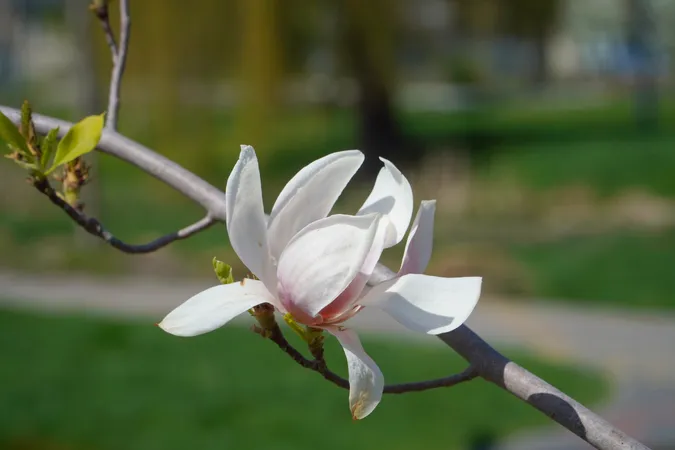 🌸 Неймовірне видовище: у місті на Волині розцвіли сакури (фото)