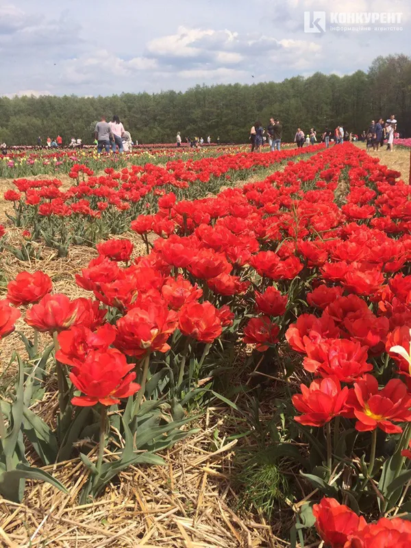 «Волинська Голландія»: за зірвані тюльпани – 500 гривень штрафу (фото, відео)
