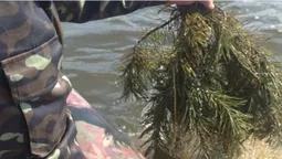 На волинських водоймах у штучних нерестовищах з'явилася ікра (фото)