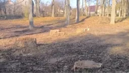 У парку на Волині невідомі порізали дерева