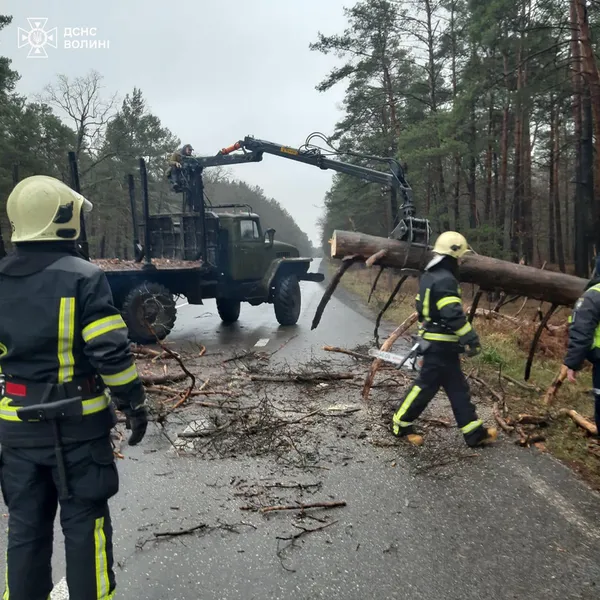 У Луцькому районі вітер повалив на дорогу здоровенне дерево (фото)