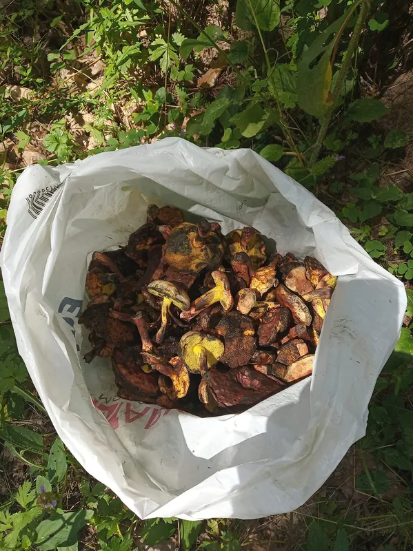 За 40 кілометрів від Луцька збирають торби грибів-синяків (фото)
