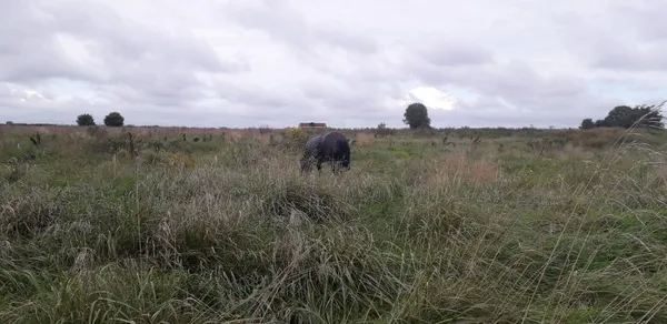 Три дні у водоймі: на Волині з каналу витягли коня (фото, відео)