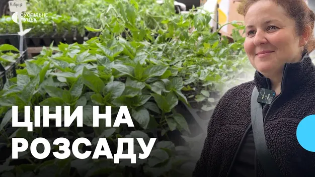 На луцьких ринках уже продають ранню розсаду: яка ціна і коли висаджувати (відео)
