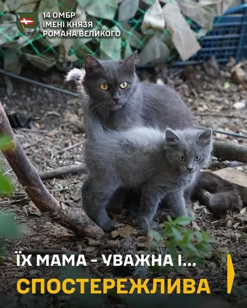 Показали муркотливих ангелів-охоронців артилеристів волинської бригади (фото)