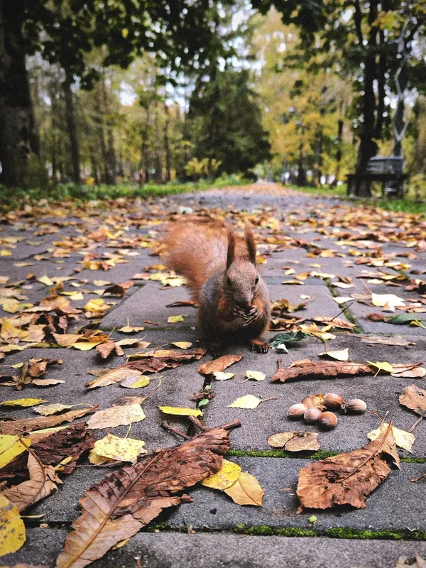 Луцький парк увібрався в осінні барви: атмосферні фото